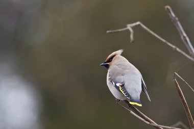  Bohemian Waxwing bird in migration in France